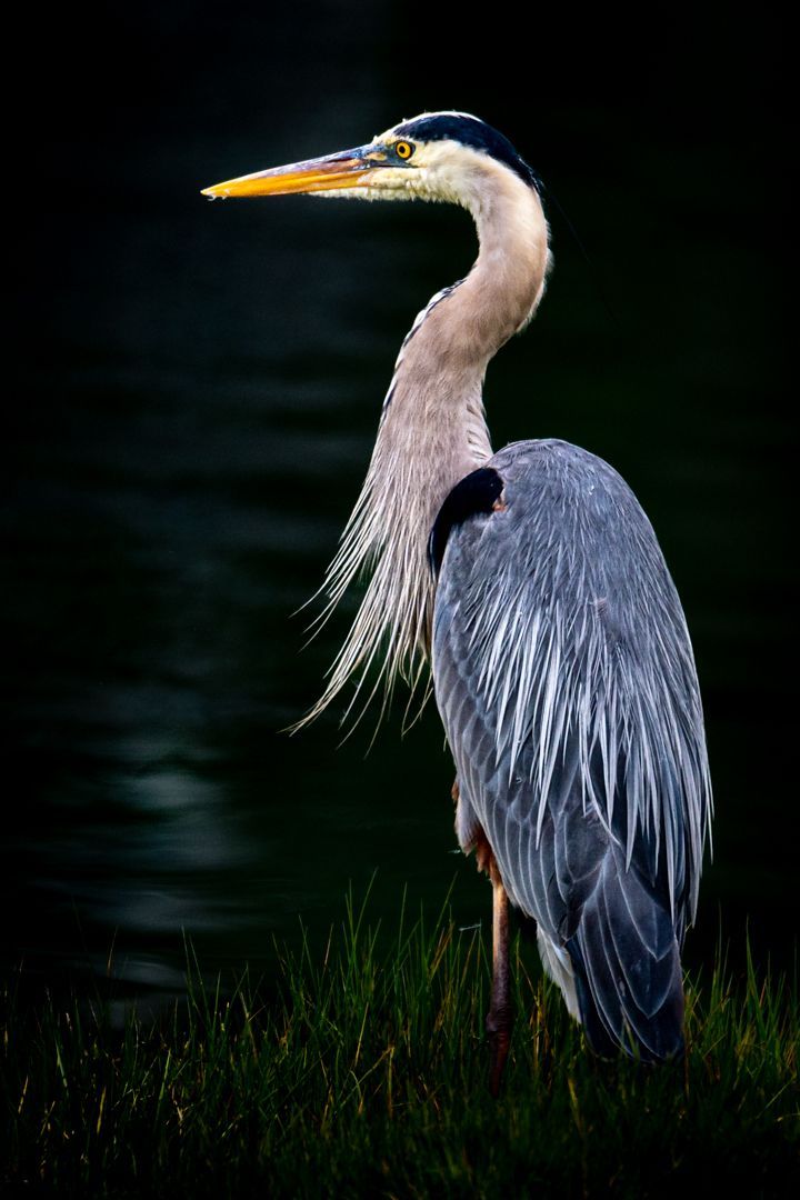 A great blue heron is standing in the grass near a body of water.