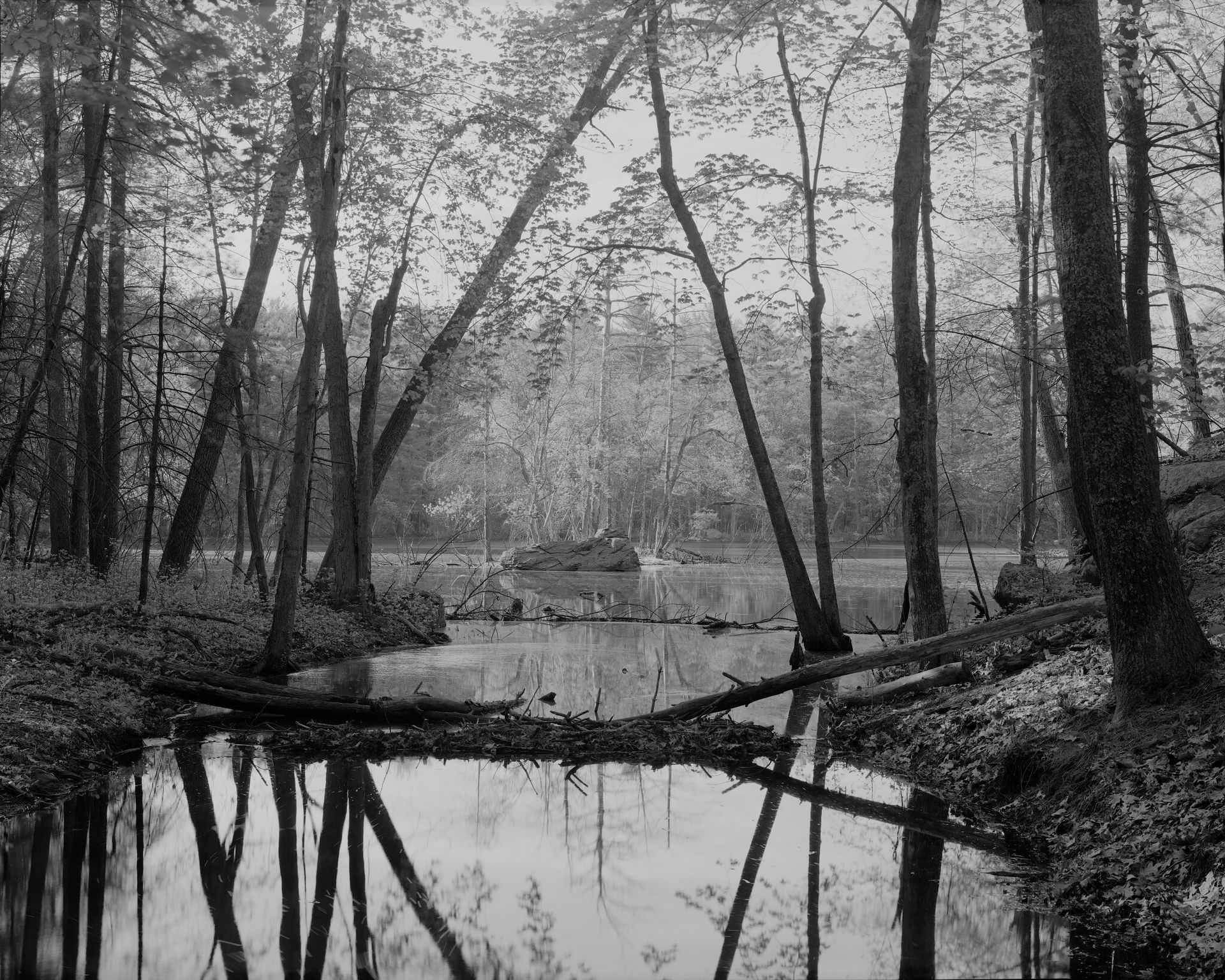 A black and white photo of a swamp in the woods