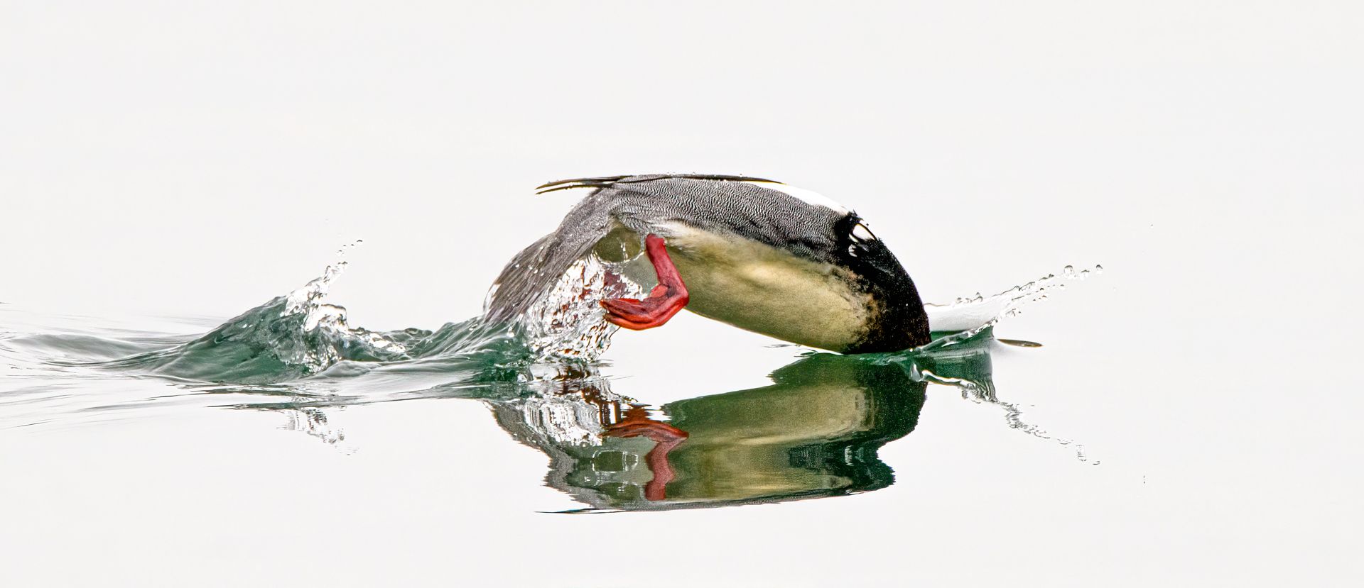 A duck is jumping out of the water.