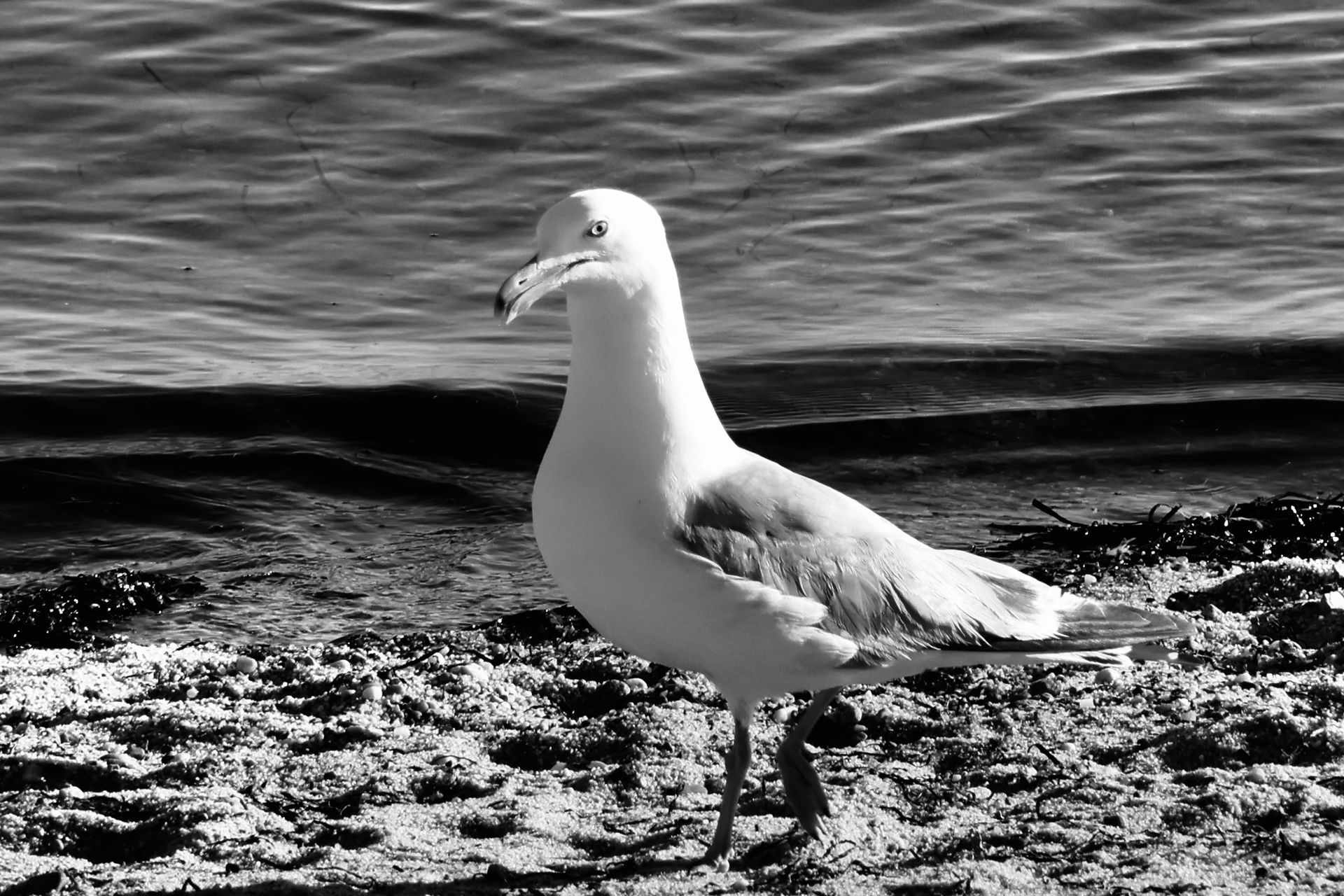A black and white photo of a seagull standing on the beach