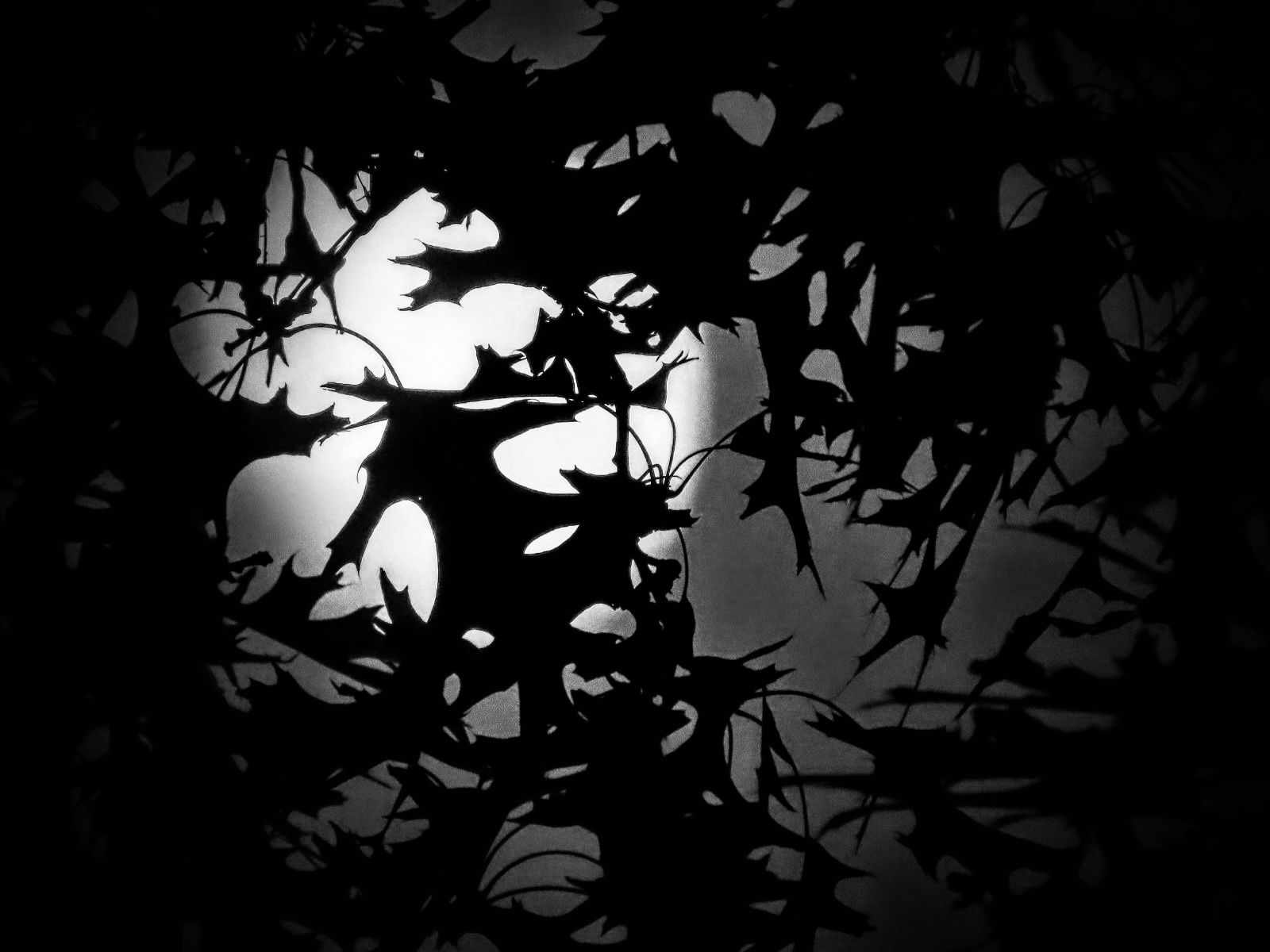 A black and white photo of the shadows of a tree