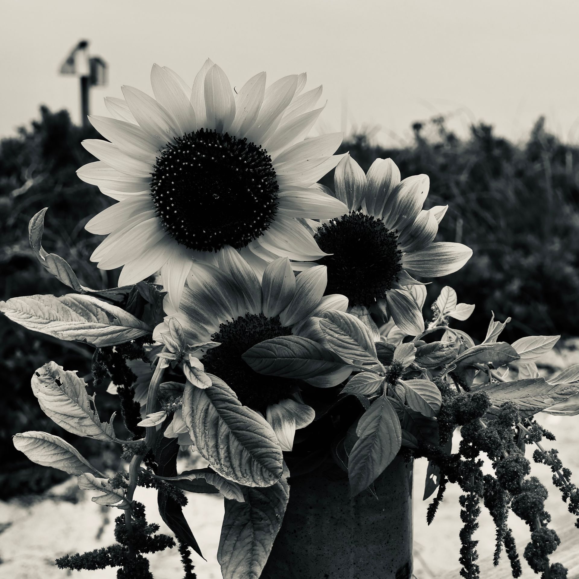 A black and white photo of sunflowers in a vase