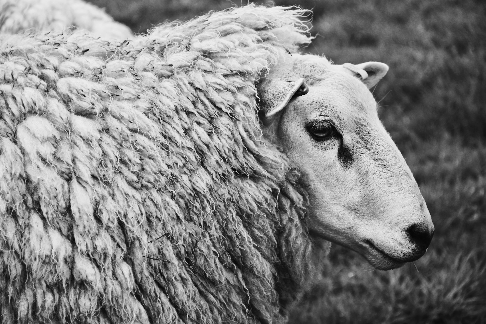 A black and white photo of a sheep in a field