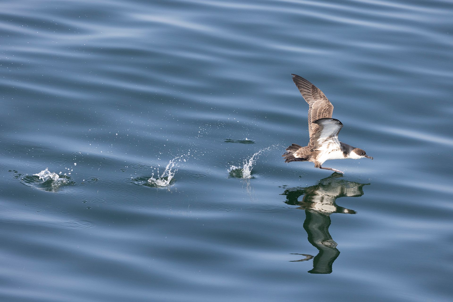 a bird is flying over a body of water