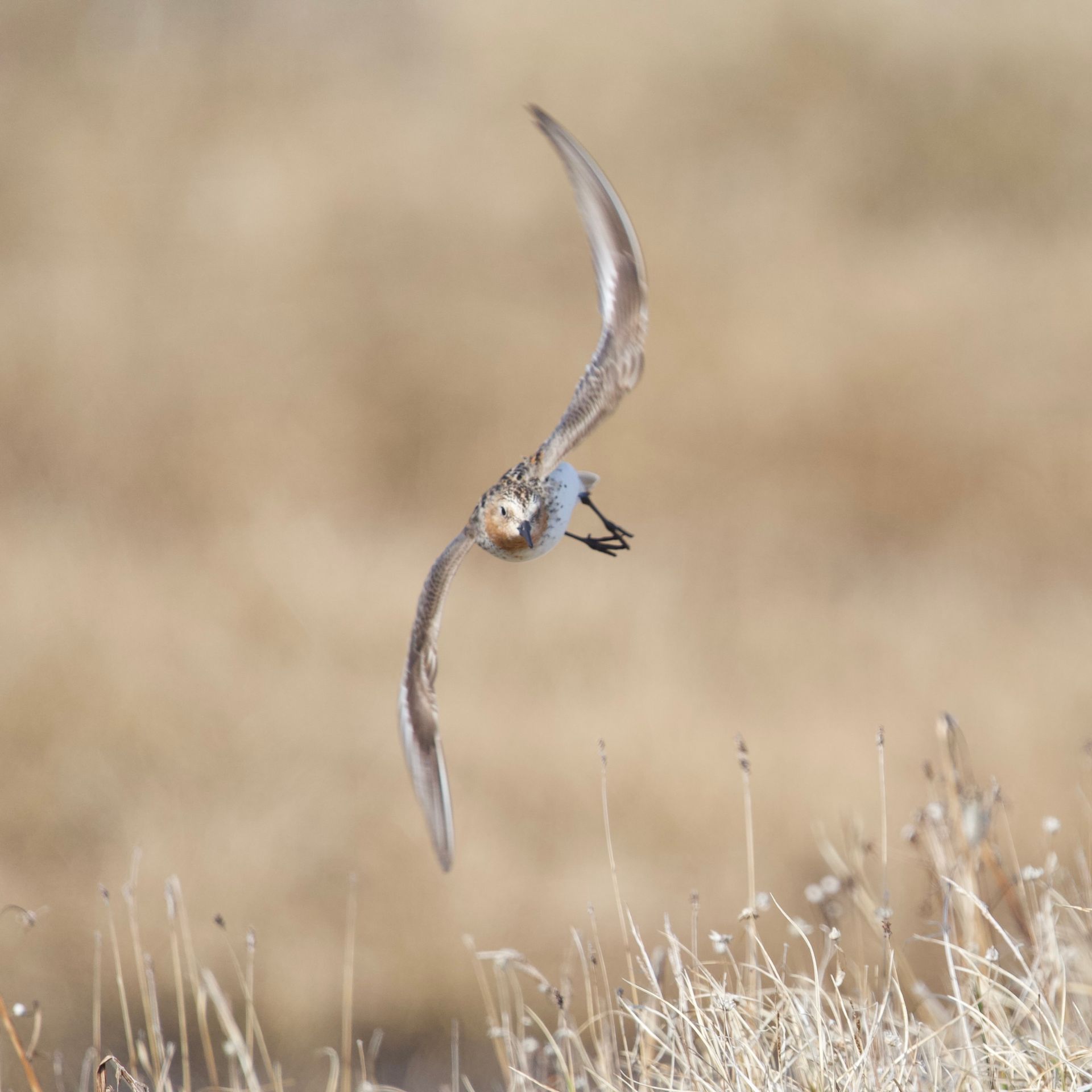 a bird is flying over a field of dry grass