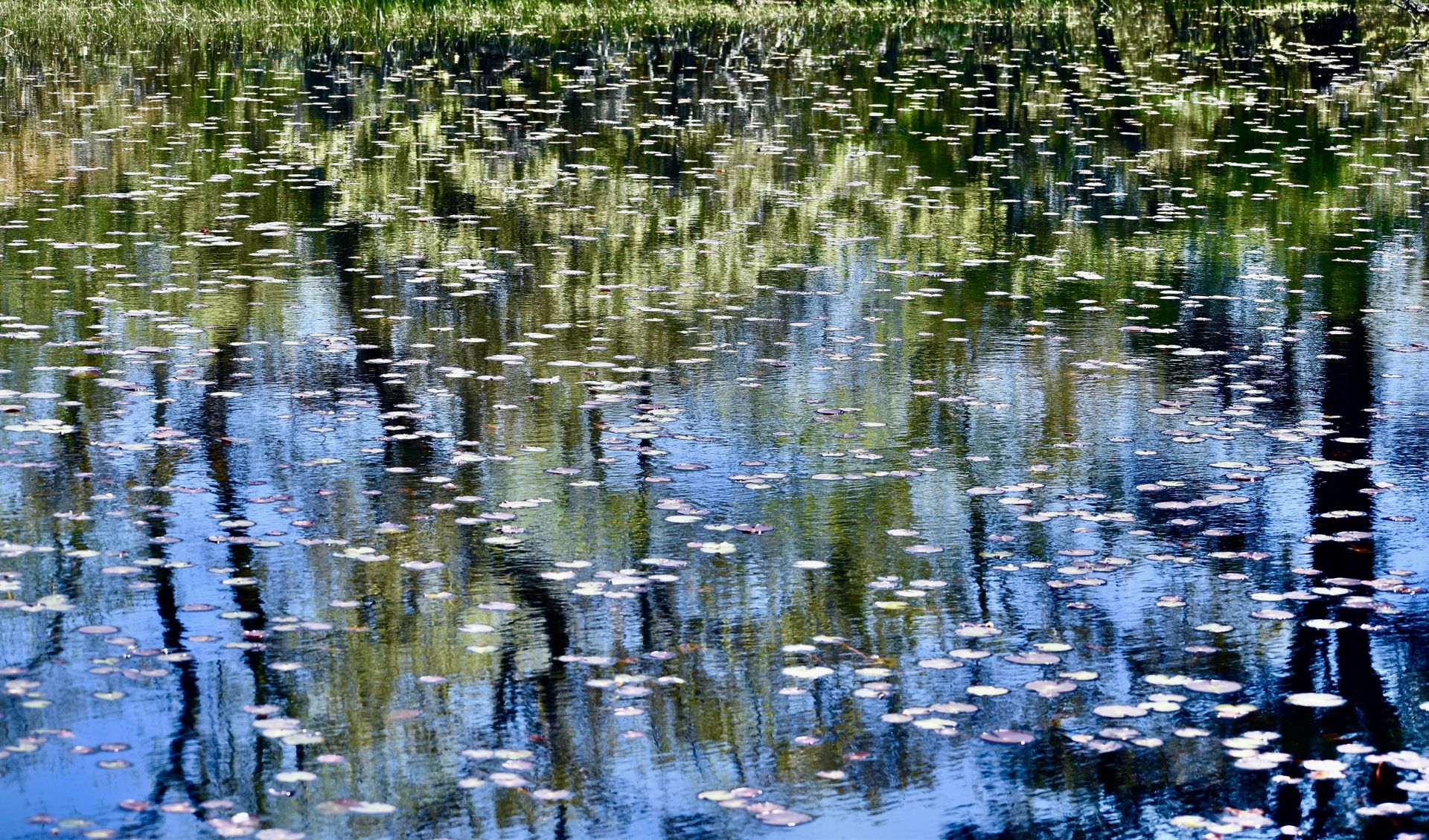a swamp with trees reflected in the water