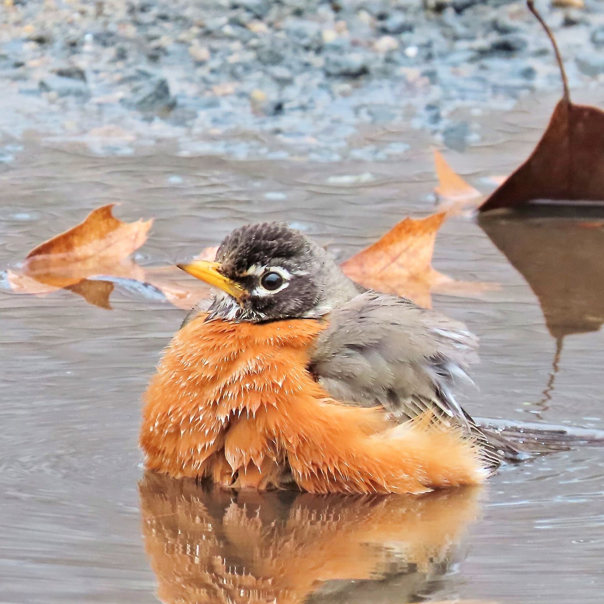 a bird with a yellow beak is sitting in the water