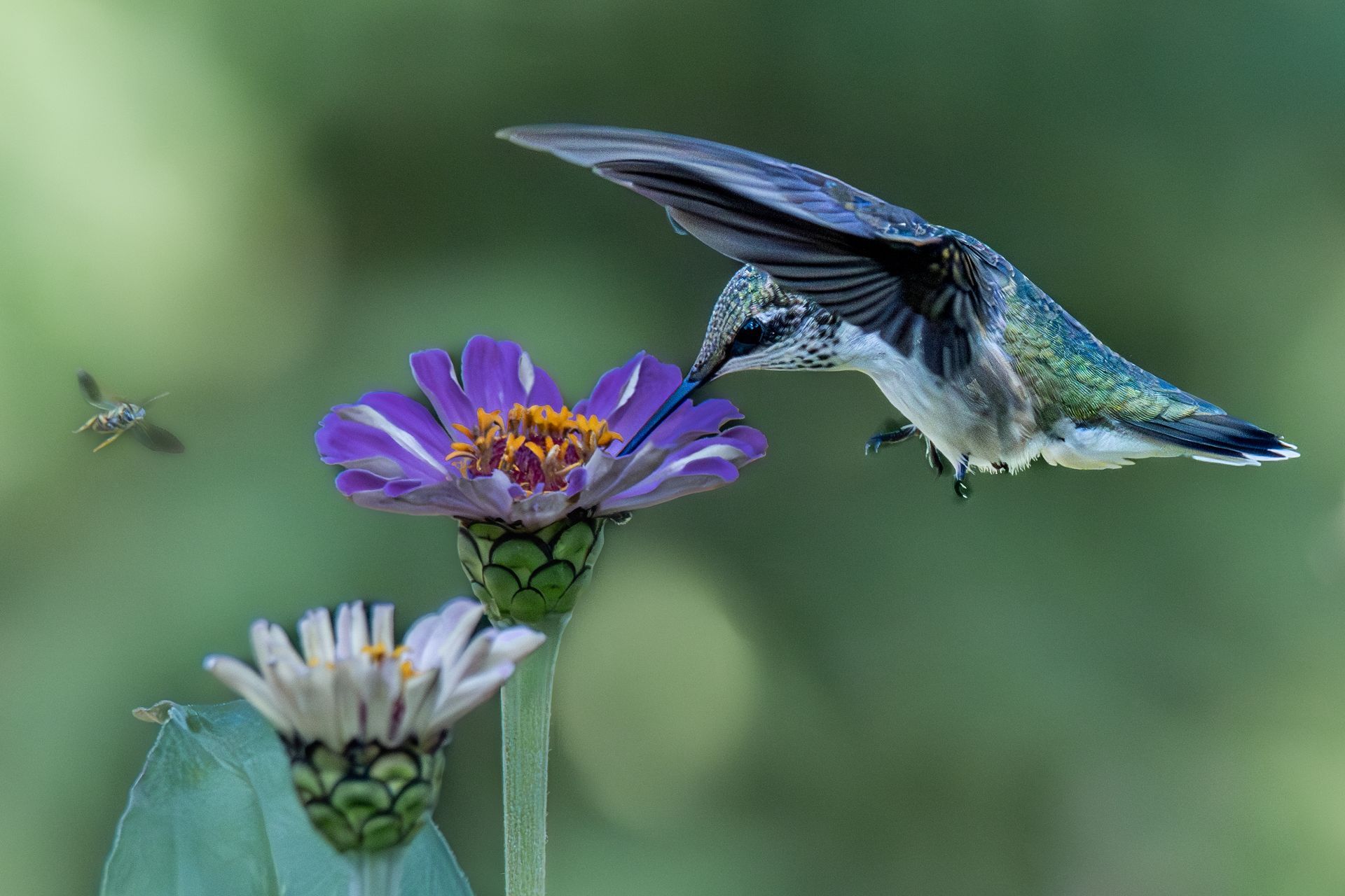 a hummingbird is flying over a purple flower .