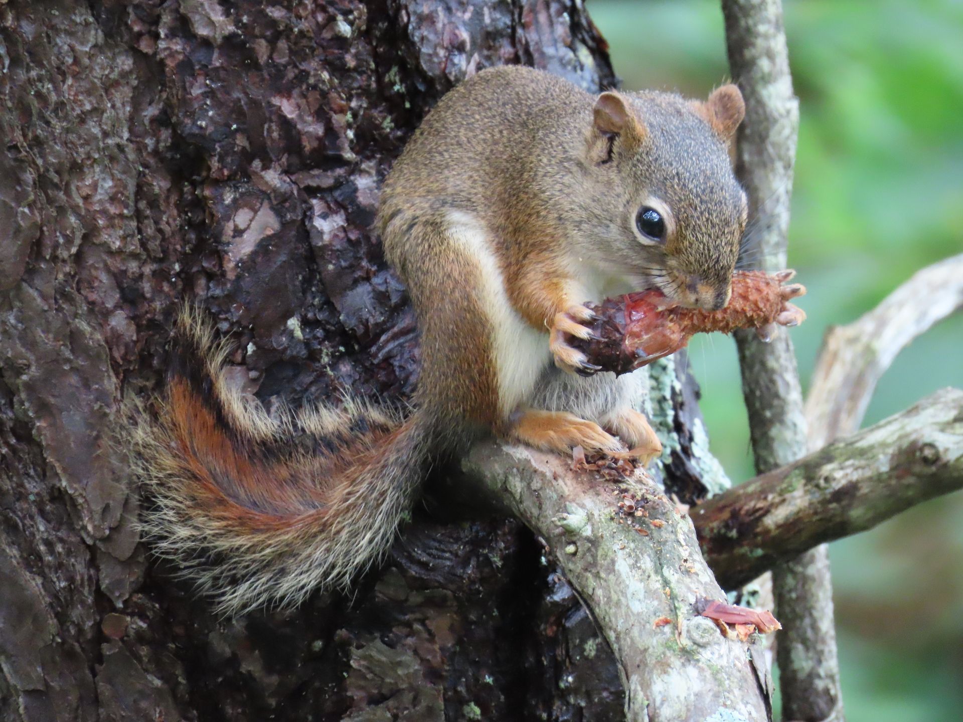 a squirrel is sitting on a tree branch eating a piece of food .