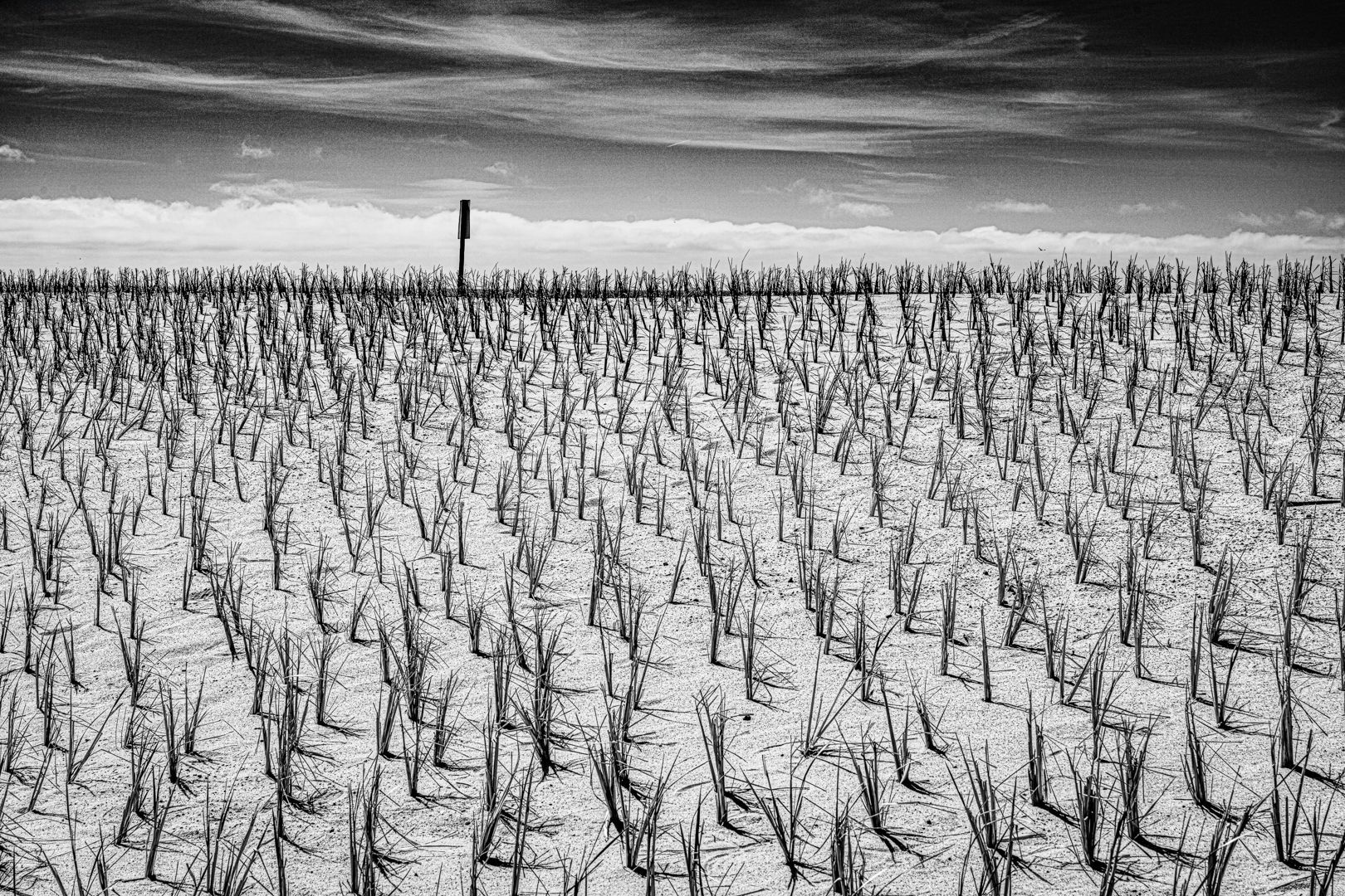 A black and white photo of a field of trees covered in snow.