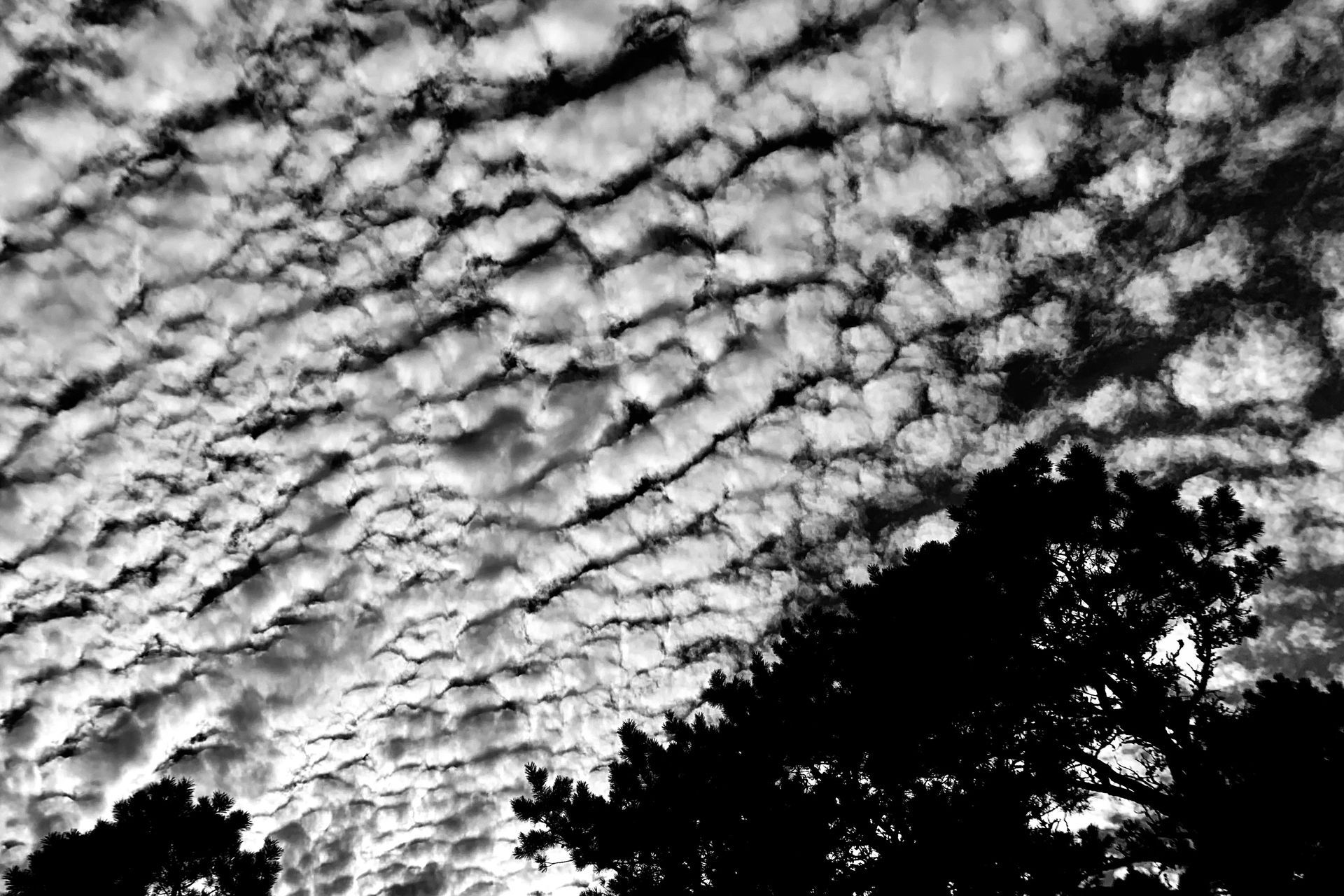 A black and white photo of a cloudy sky with trees in the foreground.