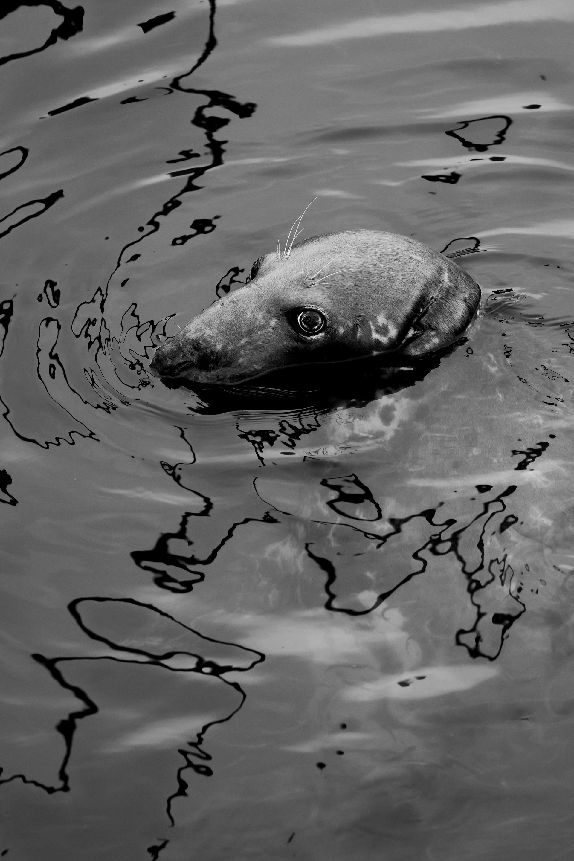 A black and white photo of a dog in the water