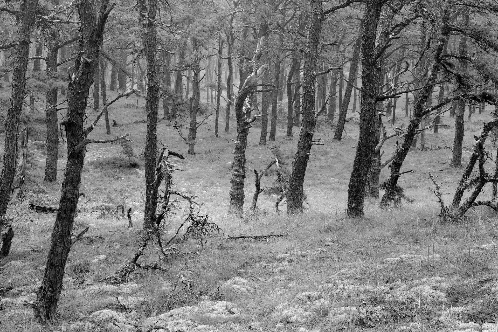 a black and white photo of a forest with trees and grass .