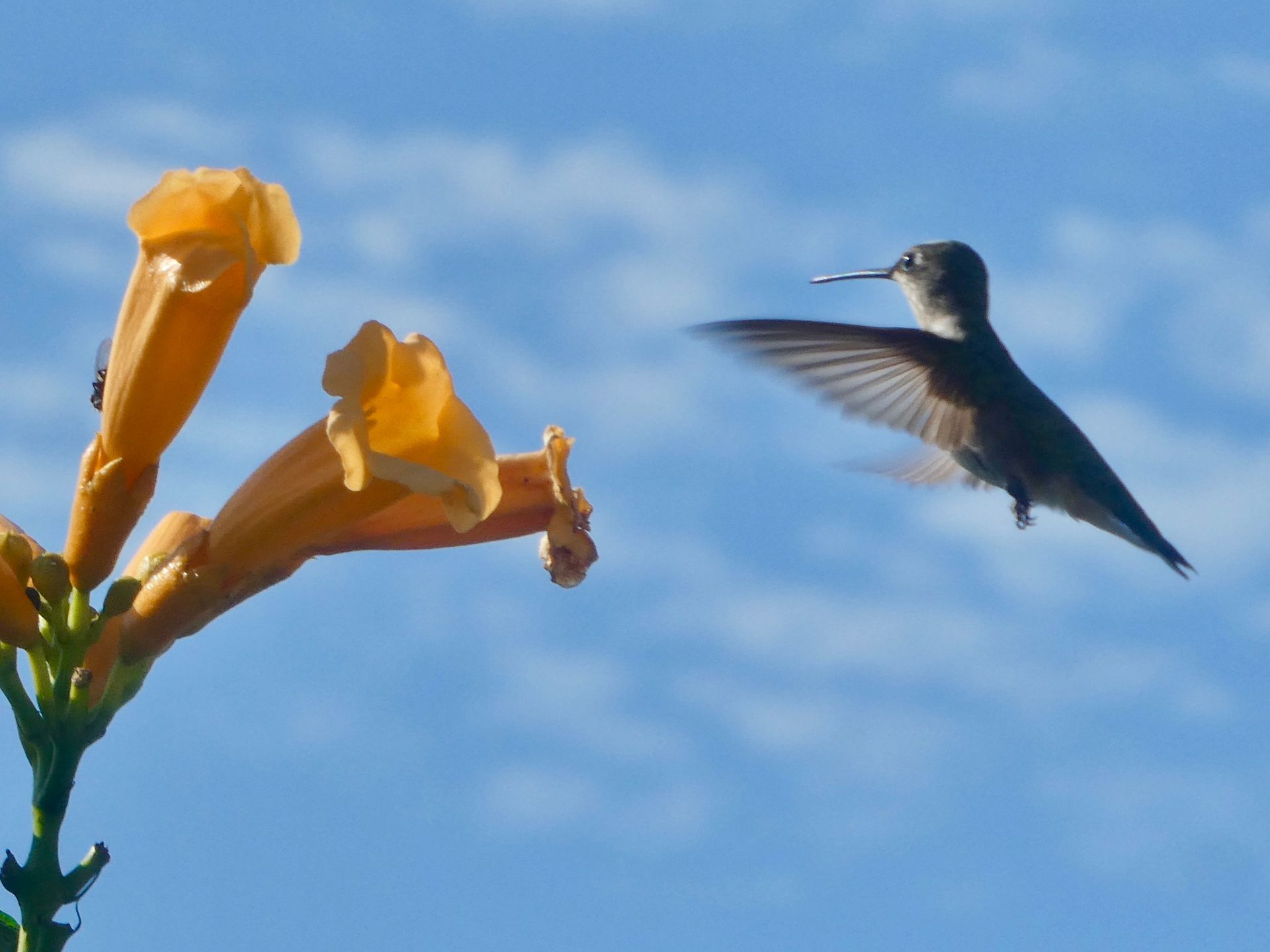 a hummingbird is flying near a flower with a blue sky in the background