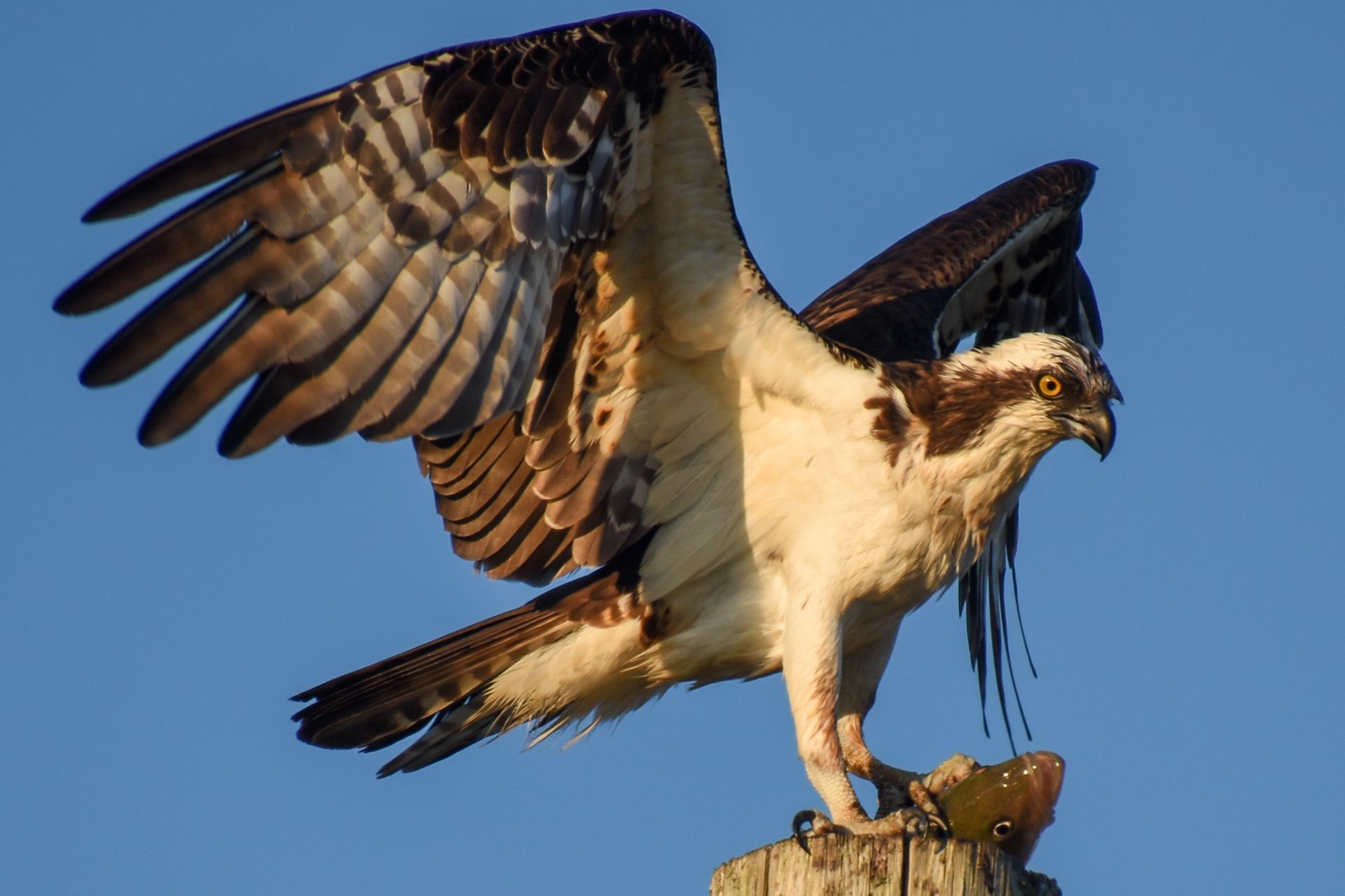 an osprey perched on top of a tree stump with its wings spread