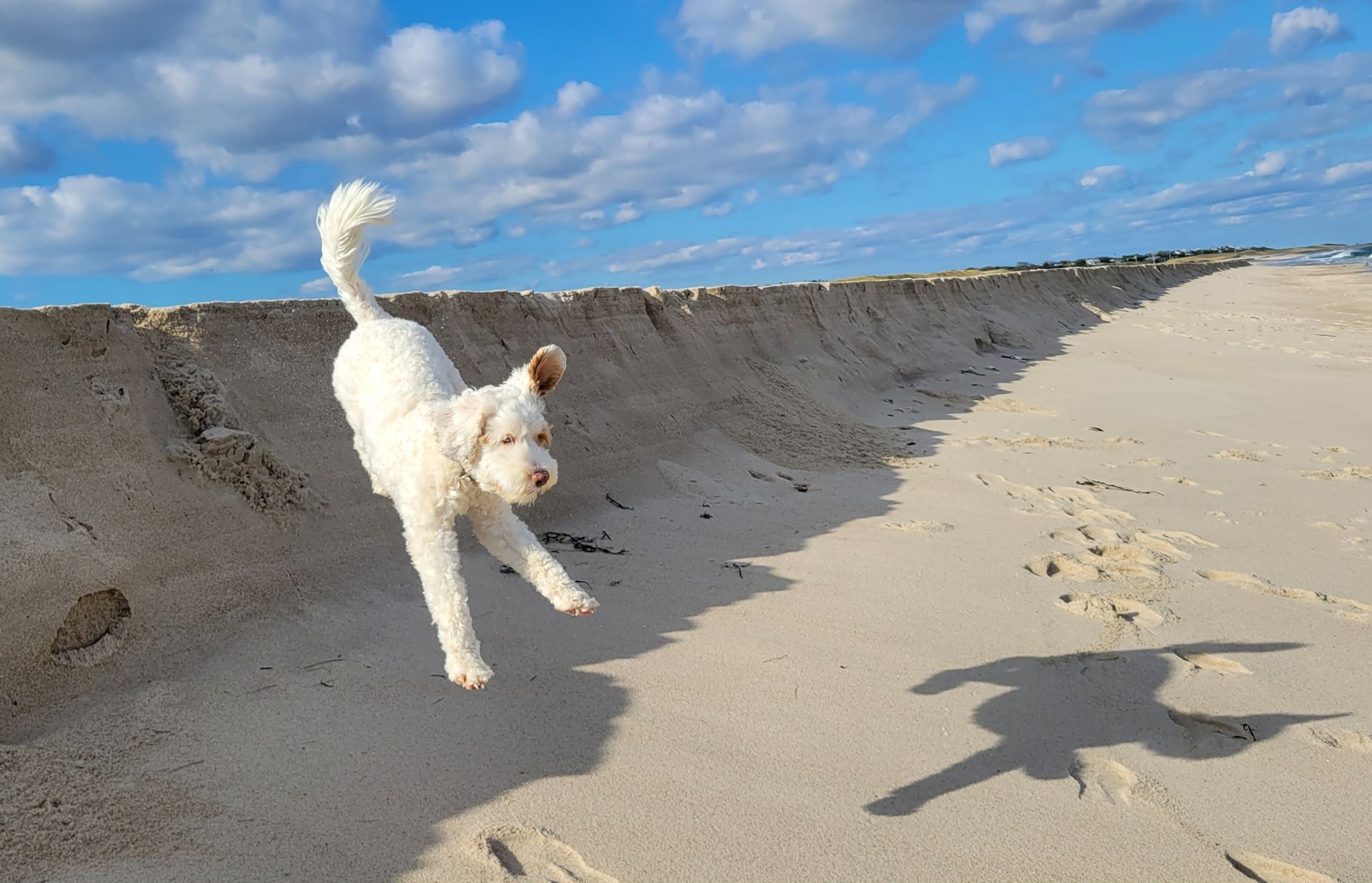a white dog is jumping in the air on a sandy beach .