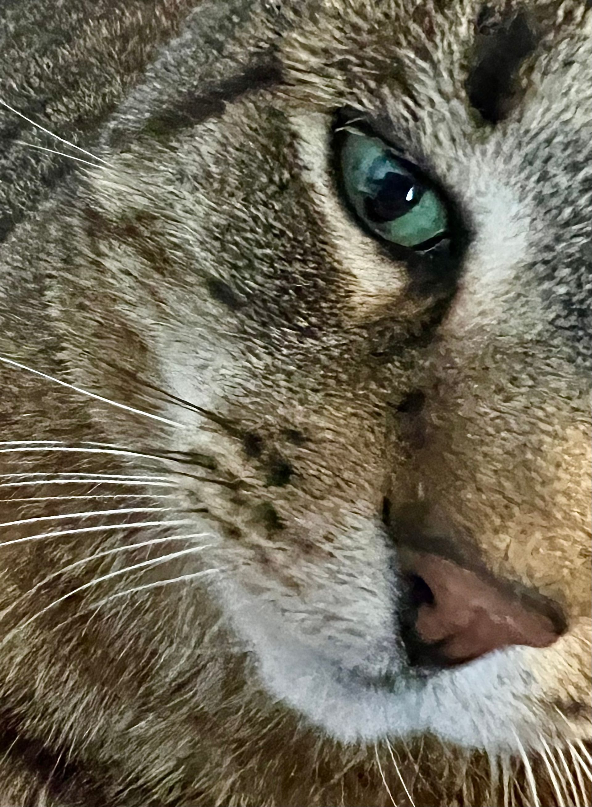 a close up of a cat 's face with green eyes .