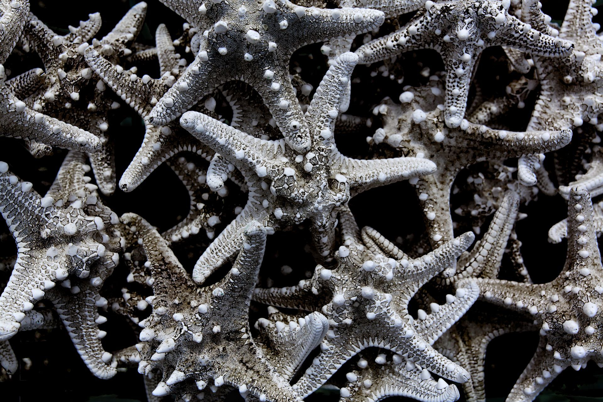 A bunch of starfish are stacked on top of each other on a black background.