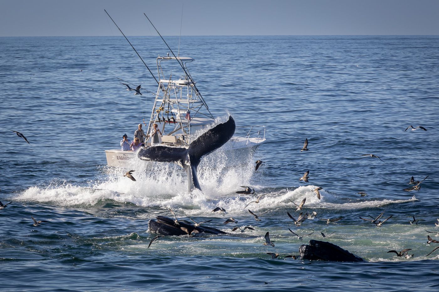 a boat is being attacked by whales in the ocean .