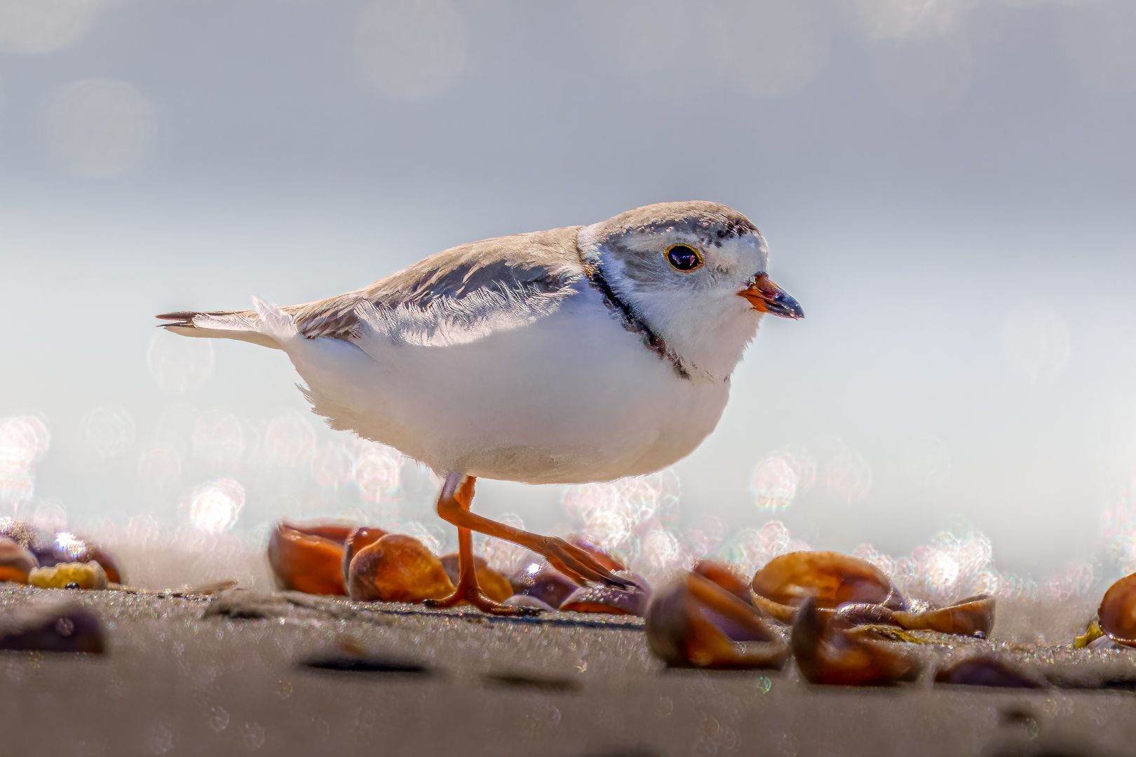 A small bird is standing on top of a pile of shells on the beach.