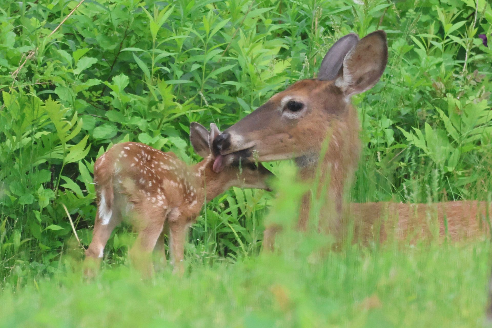a mother deer is licking her baby deer in the grass .