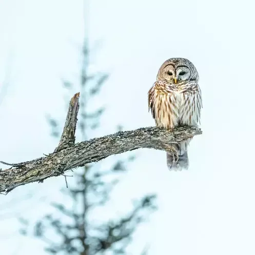 Our Fine Feathered Friends 2021