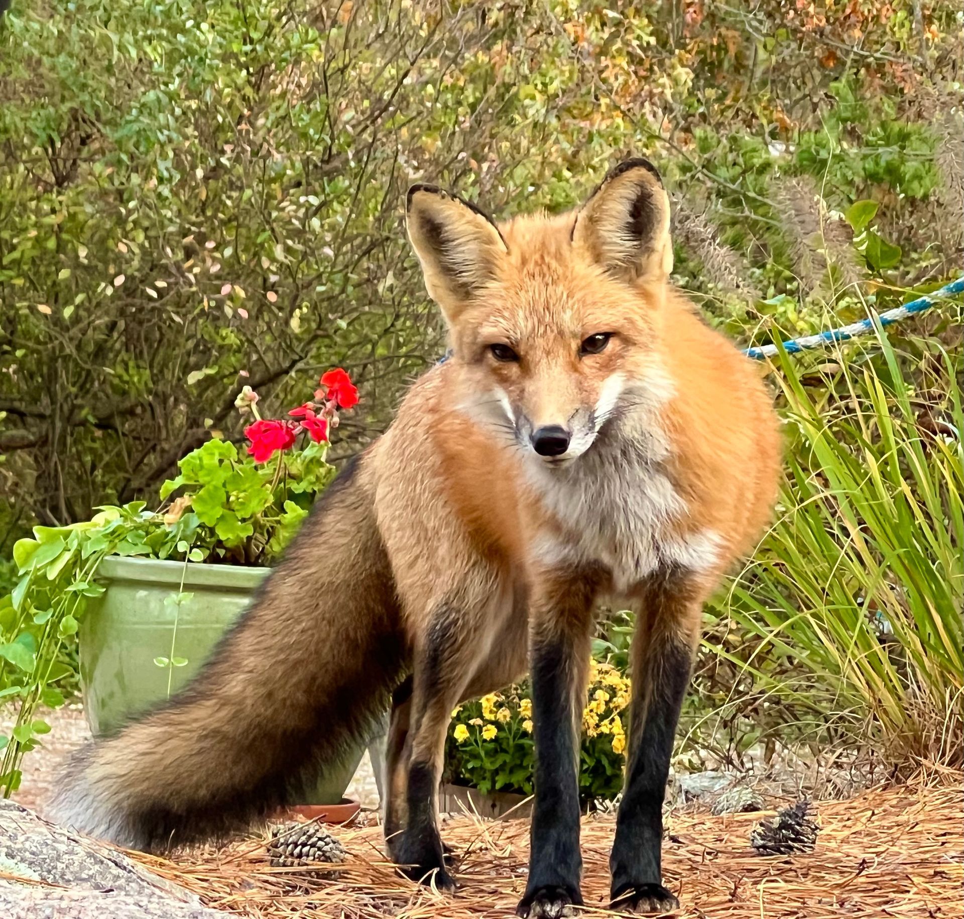 a red fox is standing in front of a green potted plant .