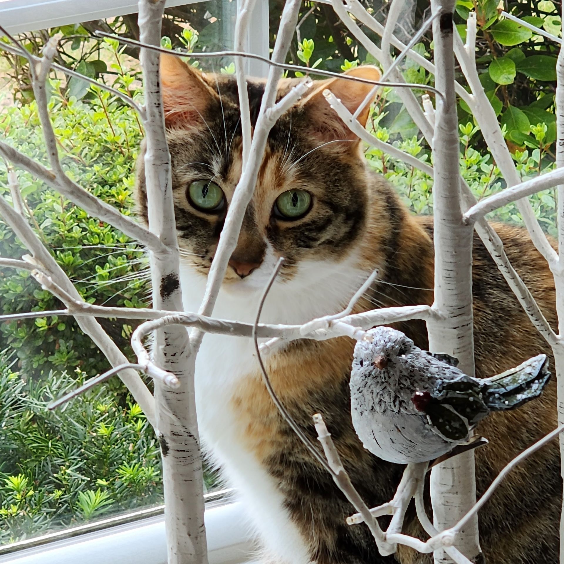 a cat is sitting in a tree with a bird on it