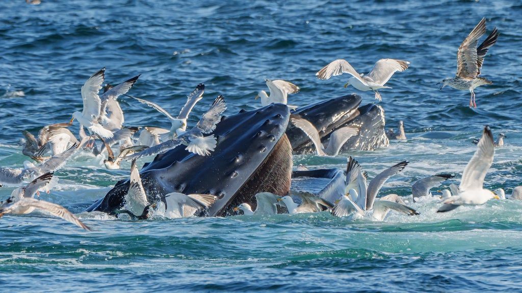 Feeding Frenzy - Judge's Award