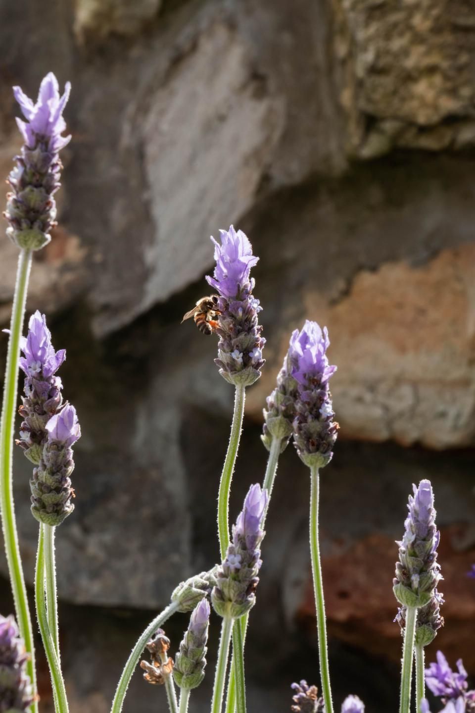 Little House on the Prairie