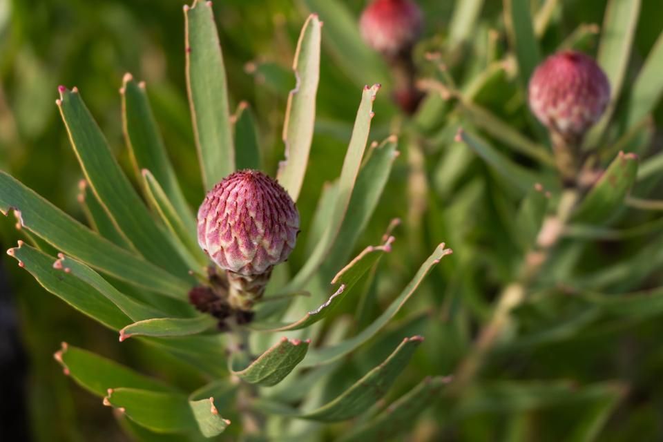 Little House on the Prairie