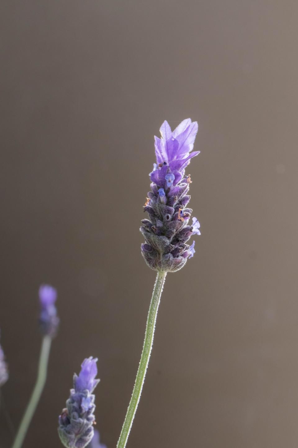 Little House on the Prairie