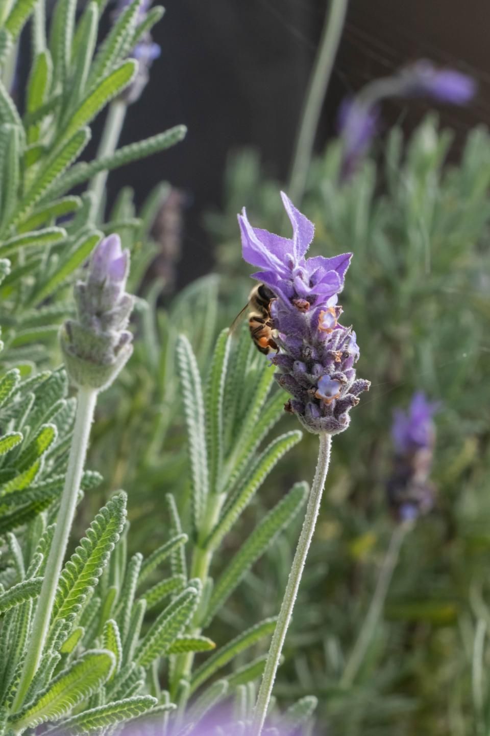 Little House on the Prairie