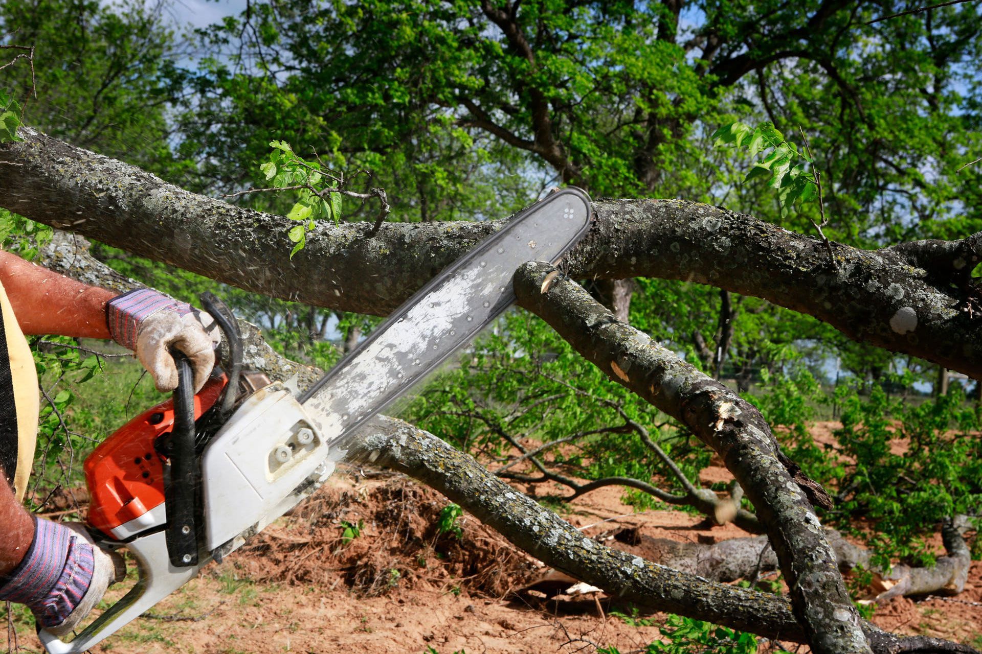 Professional is cutting trees using an electrical chainsaw