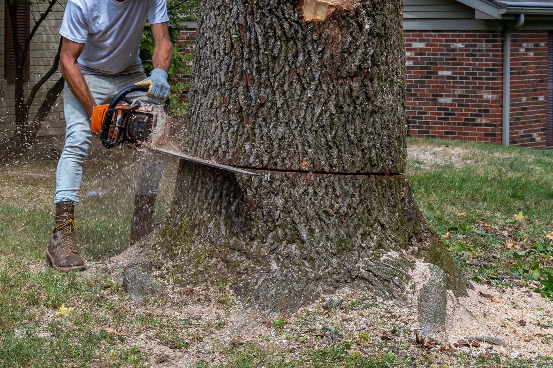 person cutting tree with chainsaw - large trunk suburban tree removal