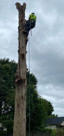 Tree Service Experts 1