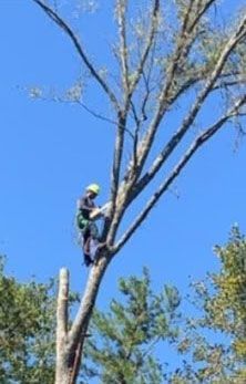 Tree Service Experts 2