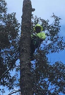 Tree Service Experts 4