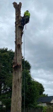 Tree Service Experts 5