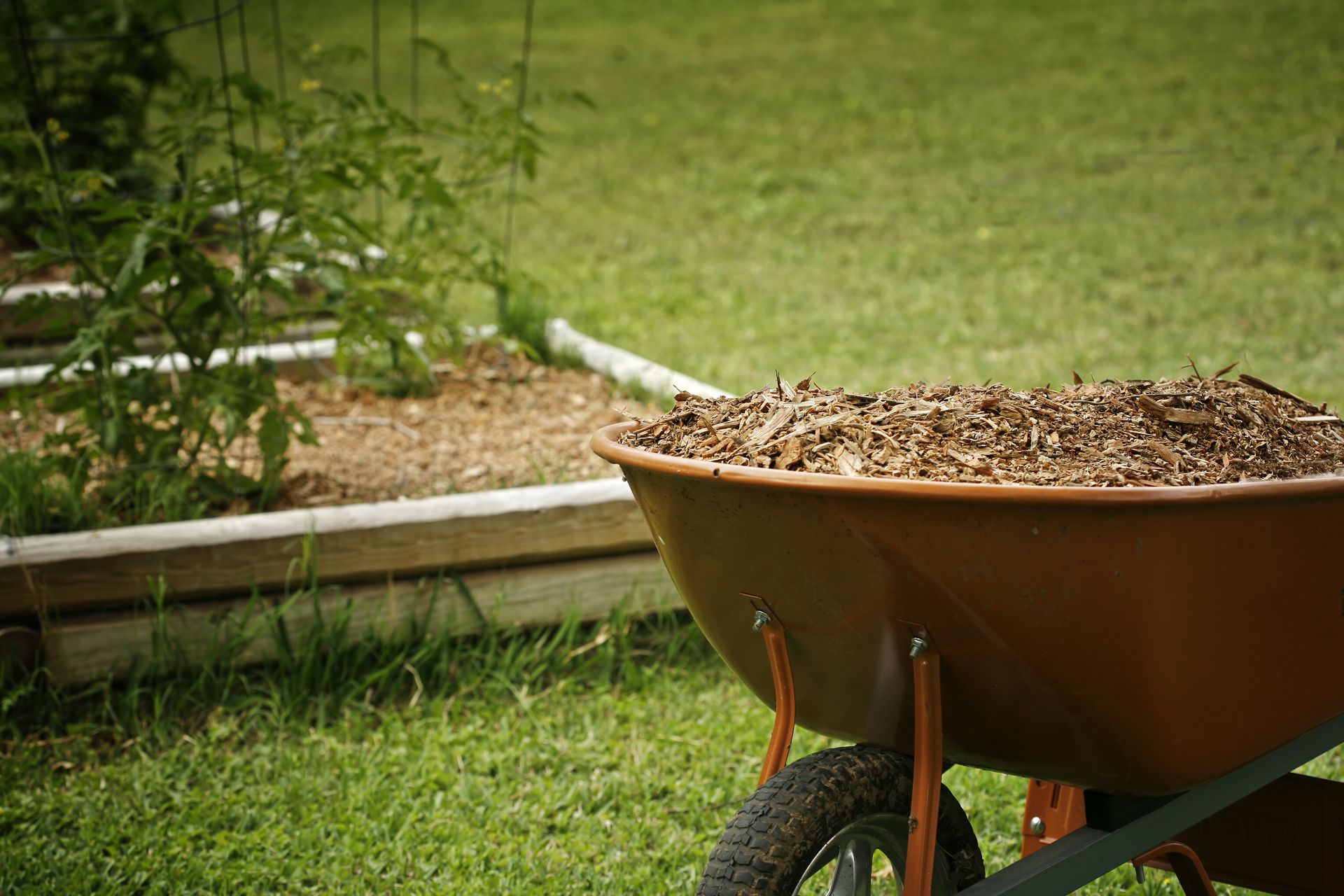 A wheelbarrow filled with dirt is sitting on top of a lush green lawn.