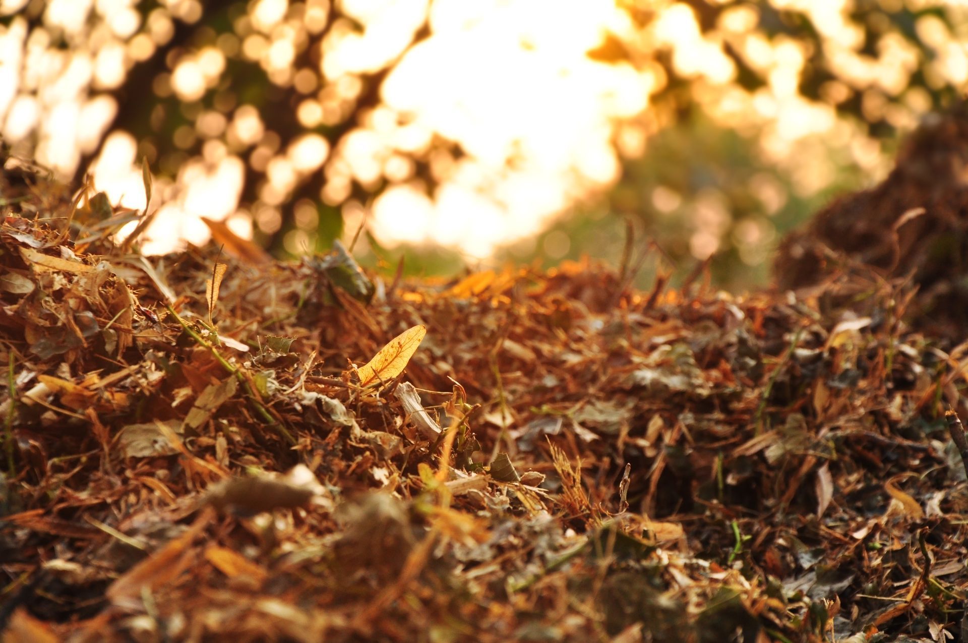 A pile of leaves on the ground with a tree in the background