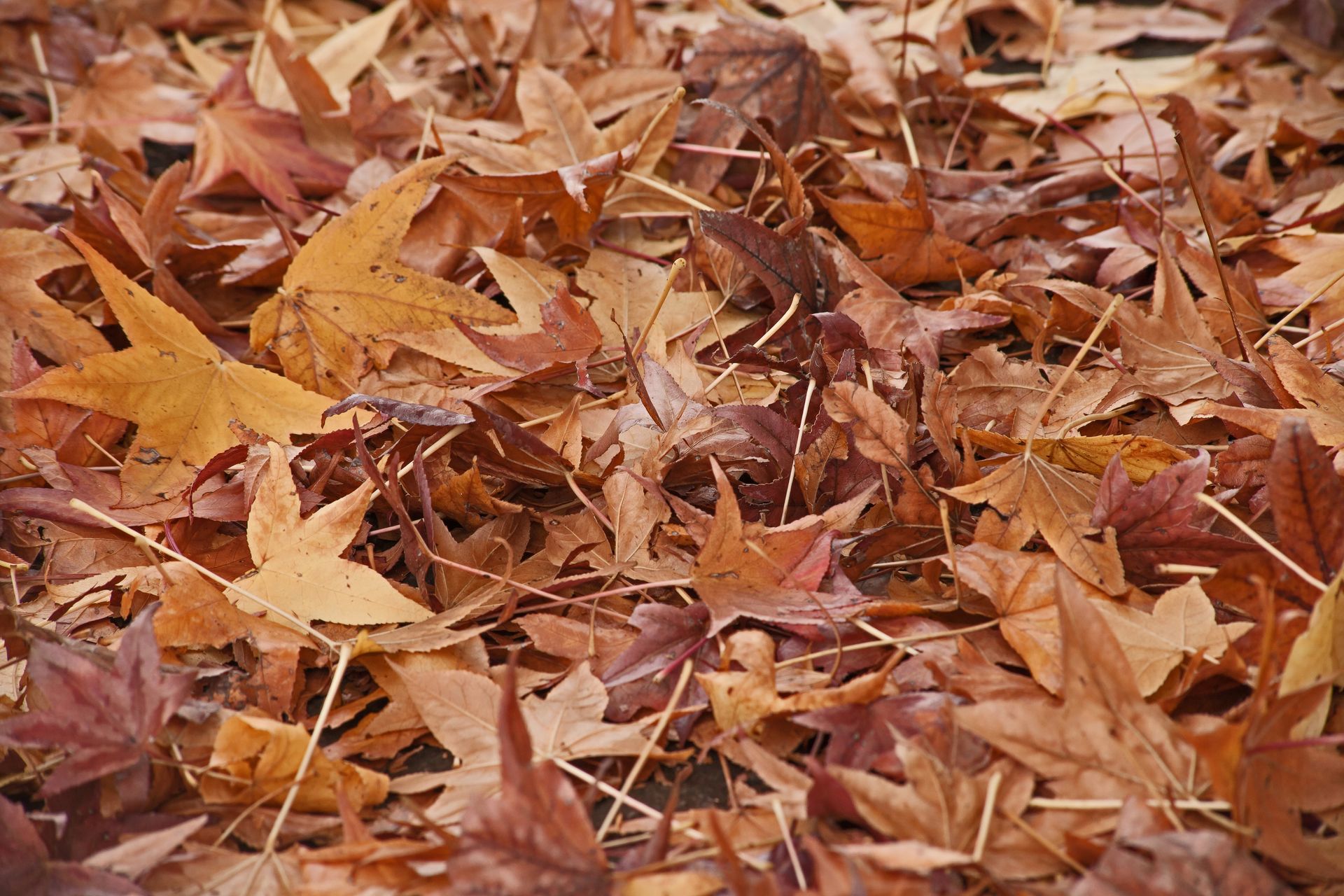 A pile of autumn leaves laying on the ground.