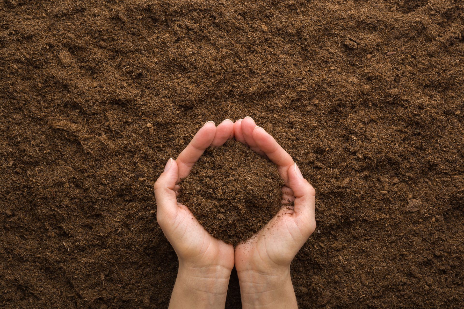 A person is holding a pile of dirt in their hands.