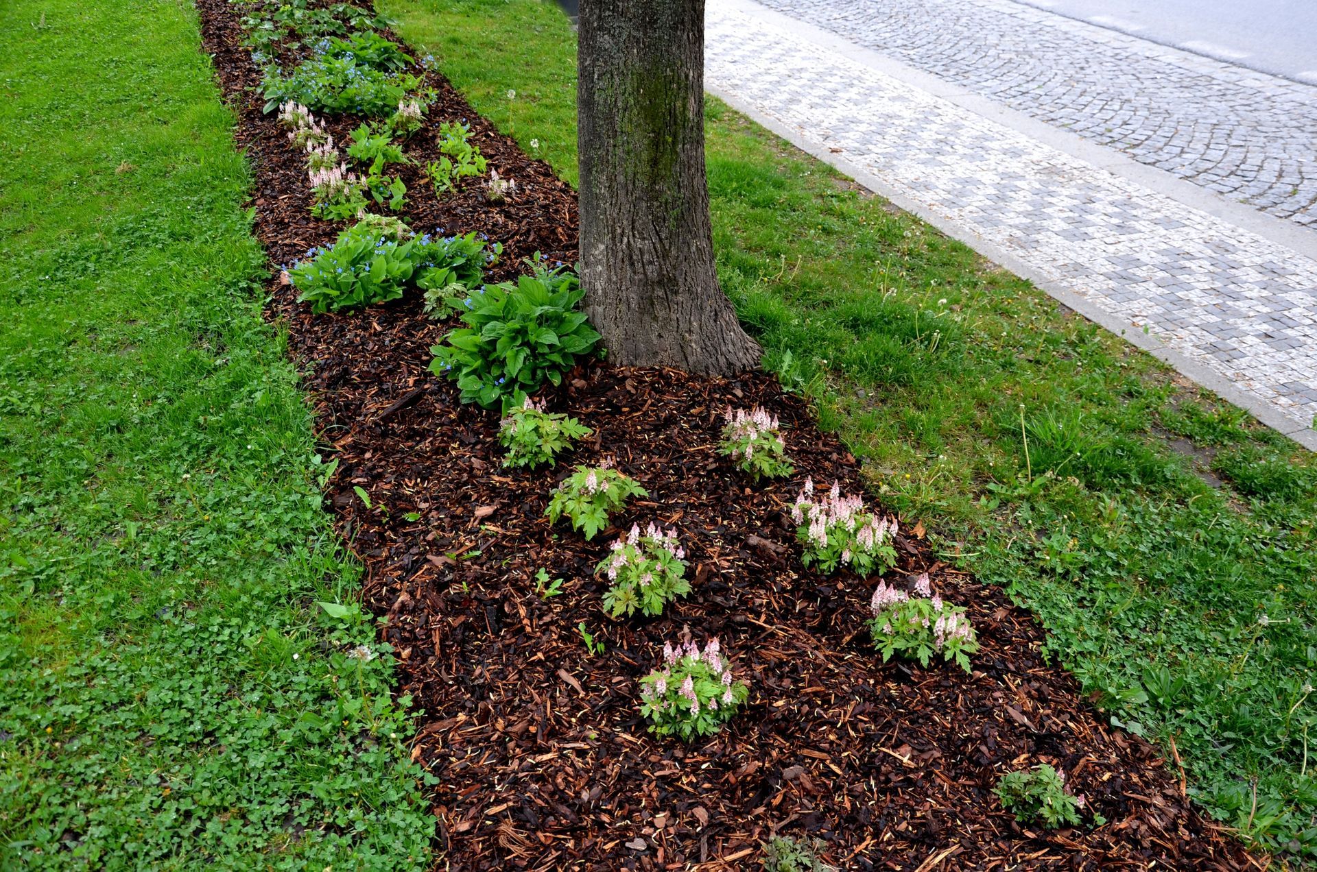 A tree is surrounded by a row of plants and mulch.