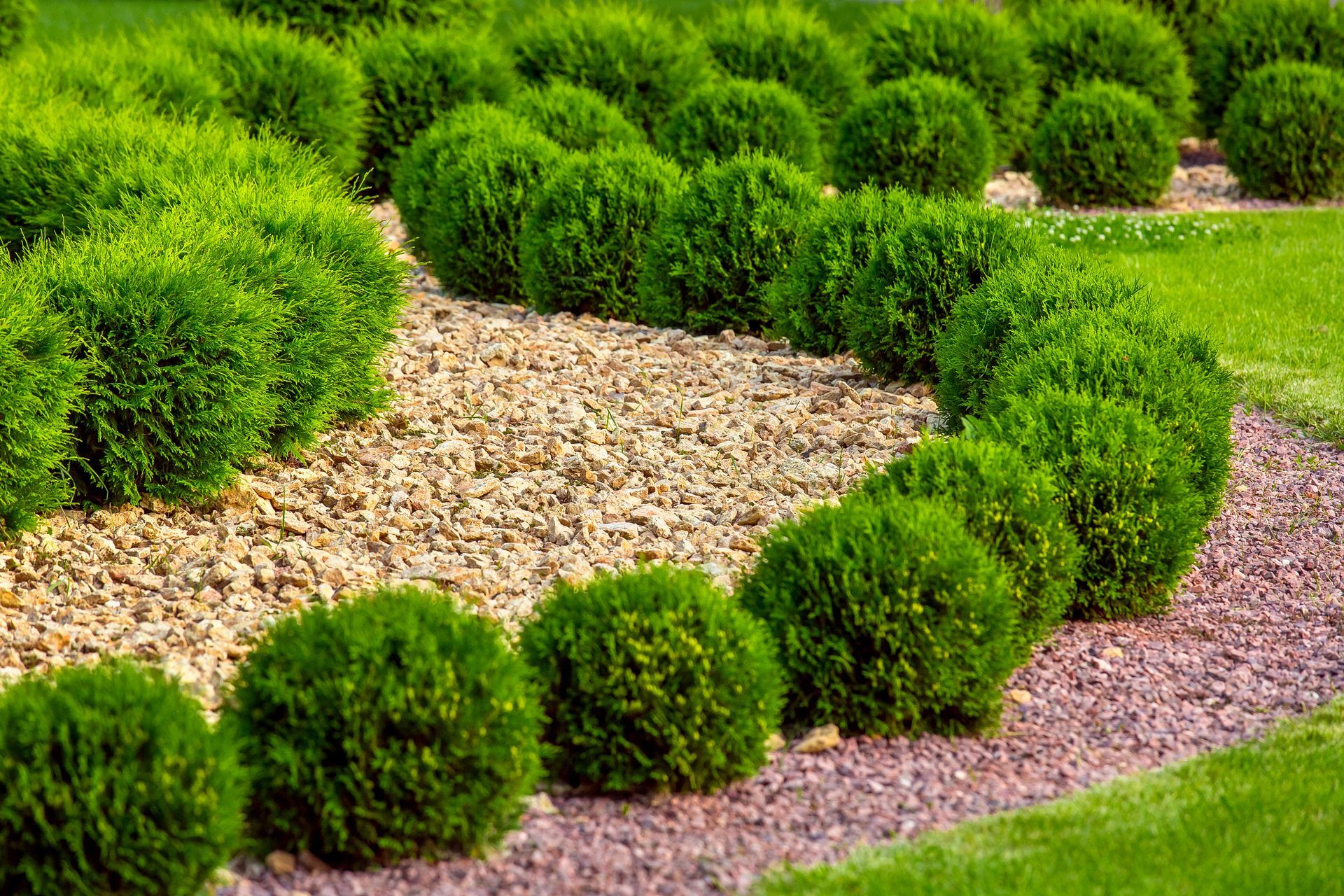 A garden with a path lined with bushes and gravel.