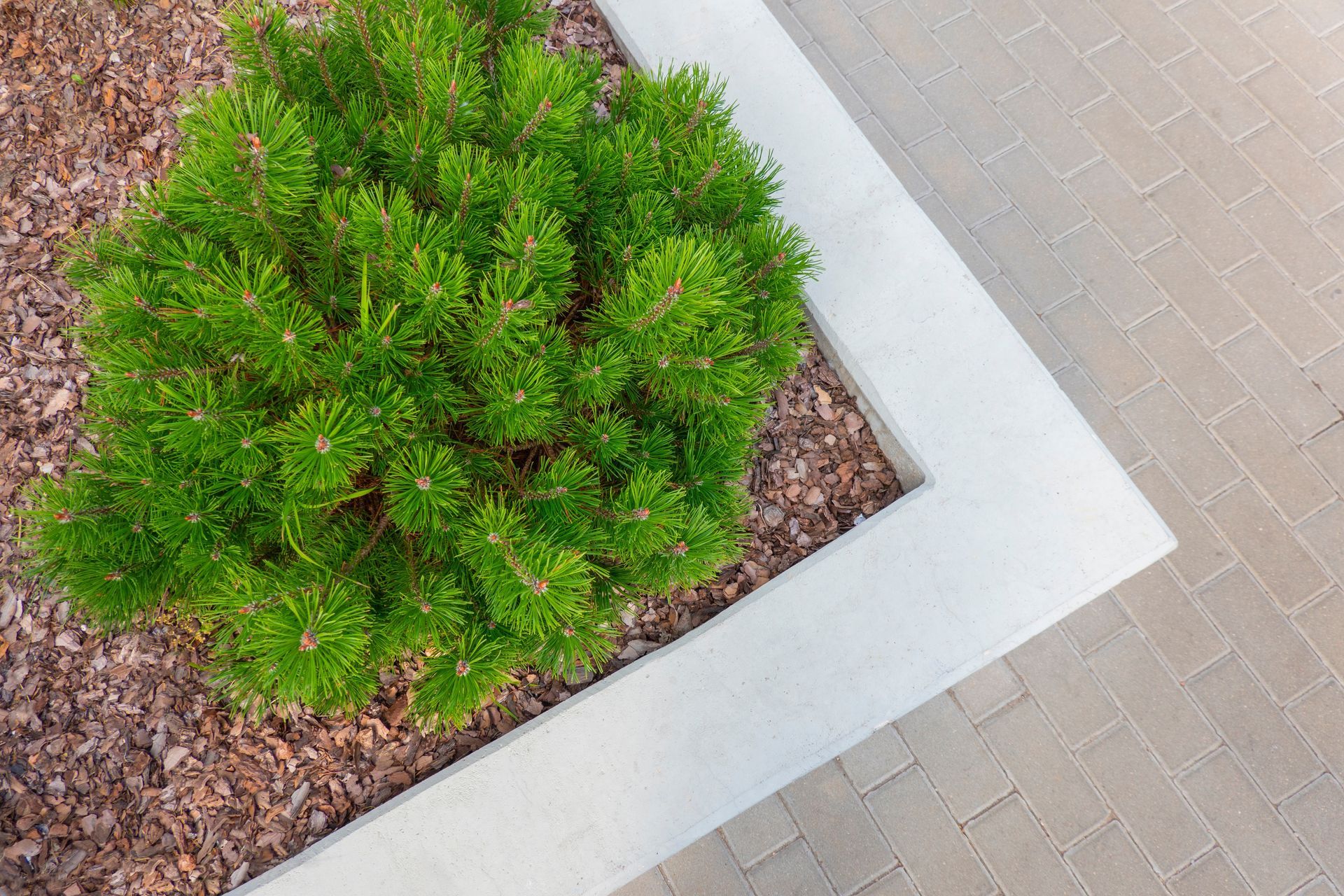 A small tree is growing in a white planter on a sidewalk.