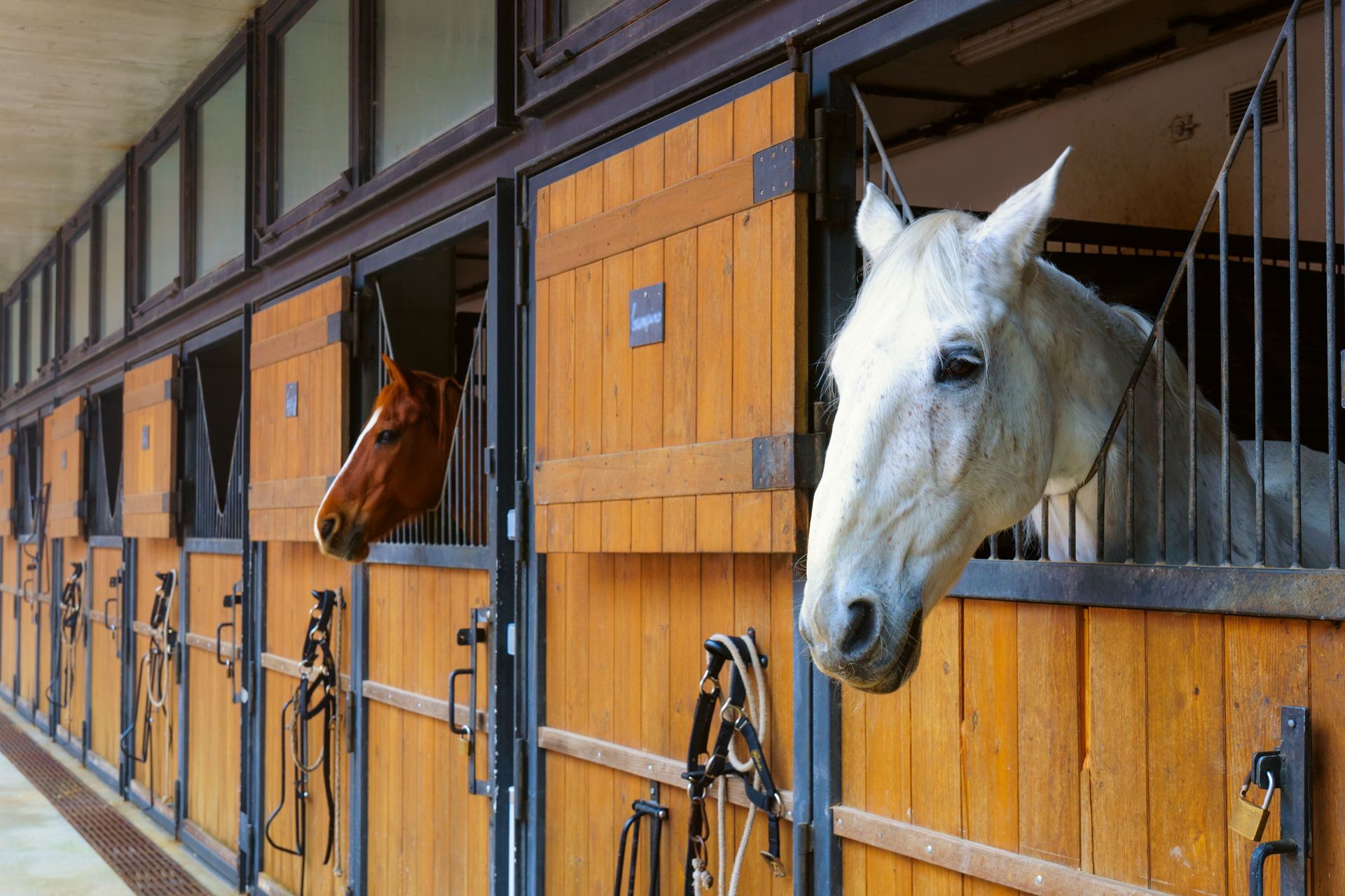 Two horses are looking out of their stable doors.