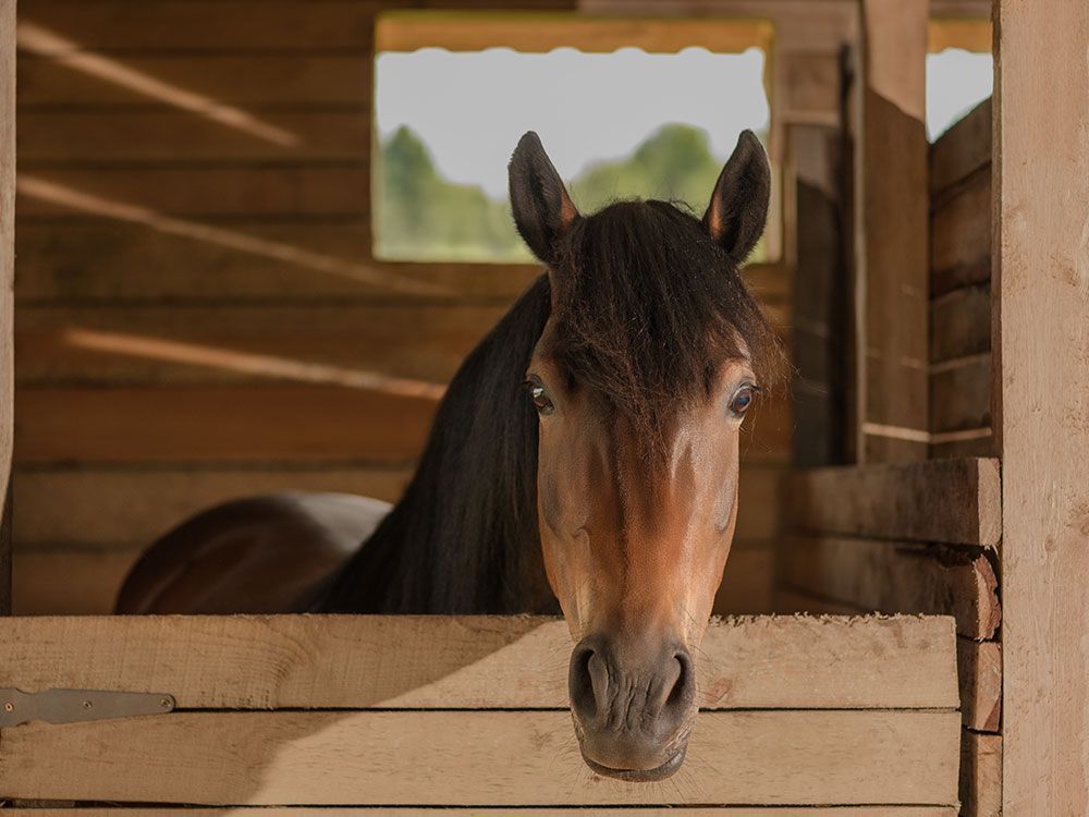 A horse is looking out of a wooden stable.