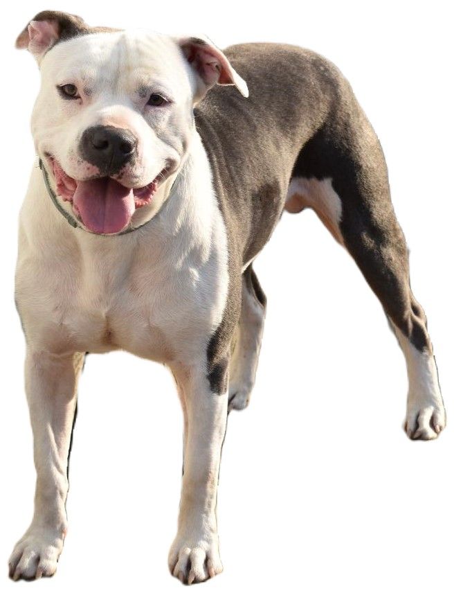 Dog Groomer – Staffordshire Bull Terrier in Dayton, OH