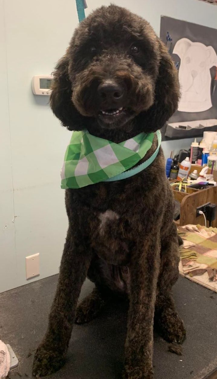 Dog Haircut – Bernese Mountain Dog in Dayton, OH